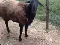 Carneiro, Hissar sheep — foto 2