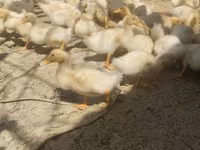 Německý pekin — foto 1
