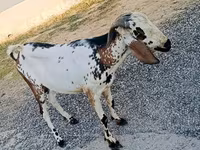 بز نر, Nubian Goat — عکس 1