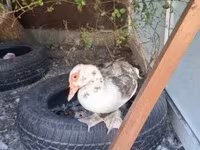 Ducks — sawirka 2
