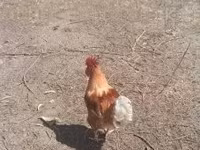 Chickens — ፎቶ 1