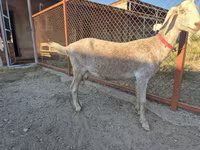 Keçi, Nubian Goat — foto 6
