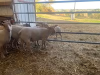 قوچ, Charollais sheep — عکس 3