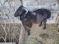 قوچ, گوسفند — عکس 1