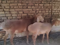 Beran, Arashan sheep — foto 4