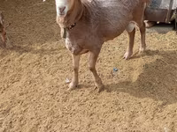 Beran, Katum sheep — foto 1