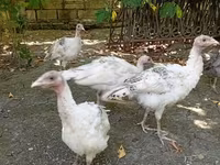 Turkeys — รูปภาพ 1