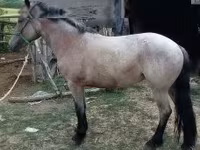فرس, الخيول — الصورة 2
