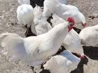 أستراليان بيت غيم فاول — الصورة 1
