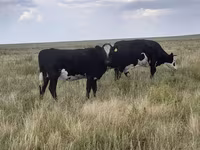 گاو و گوساله (گروه، جنسیت مشخص نشده), Simmental cattle — عکس 7