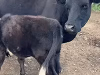 Ko, Simmental cattle — foto 6