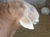 แกะตัวผู้, Arashan sheep — รูปภาพ 1