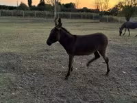 Klisna, Koně — foto 2