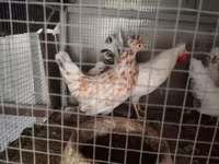 Chickens — 3-сурет