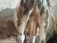 Βοοειδή (παρτίδα, φύλο μη καθορισμένο), Russian Black pied cattle — φωτογραφία 4