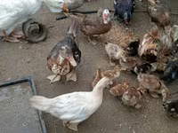 Ducks — Foto 2