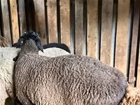 በግ, Hissar sheep — ፎቶ 6