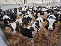 Dibi, Holstein breed — sawirka 8
