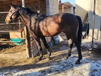 Horse (M), Horses — photo 7