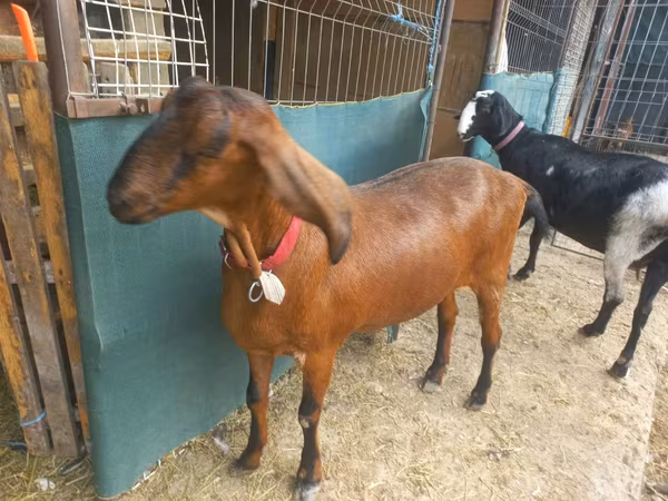 Bok, Nubian Goat