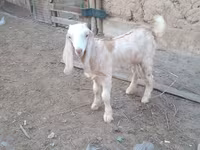 Kambing jantan, Nubian Goat — foto 3
