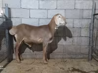 Koç, Arashan sheep — foto 5