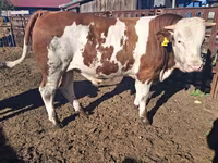 วัวตัวผู้, Simmental cattle — รูปภาพ 1