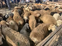 قوچ, گوسفند — عکس 1