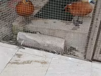 Ducks — fotografija 2