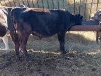 Lembu jantan, Russian Black pied cattle — foto 3