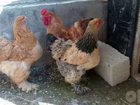 Brahma — photo 3