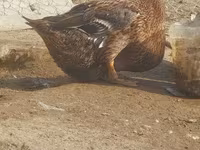 Ducks — zdjęcie 2