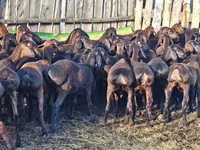 แกะตัวผู้, Hissar sheep — รูปภาพ 3