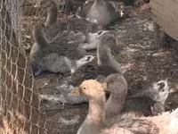 Geese — 2-сурет