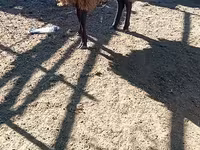 Qoç, Blackheaded Persian sheep — foto 3
