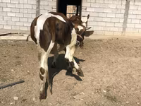 Vacă, Simmental cattle — foto 3