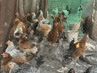 Chickens — 照片 1