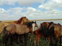 Faras dhaddig, Horses — sawirka 4