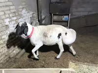 Beran, Blackheaded Persian sheep — foto 3