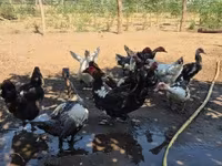 Ducks — รูปภาพ 2
