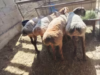 Хуц, Rhon sheep — 1 зураг