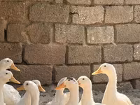 Německý pekin — foto 2