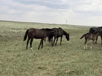குதிரை, Orlov Trotter — புகைப்படம் 3
