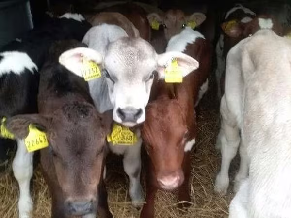 Bik, Simmental cattle