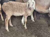 Montone, Arashan sheep — foto 6
