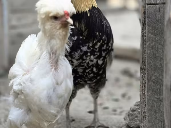 Chickens