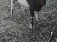 Cabro, Nigerian dwarf goats — foto 2