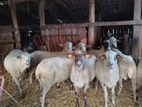 میش, Ile-de-France sheep — عکس 6