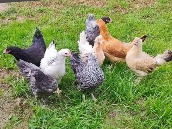 Chickens — Rosja