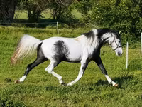اسب نر, اسب — عکس 3